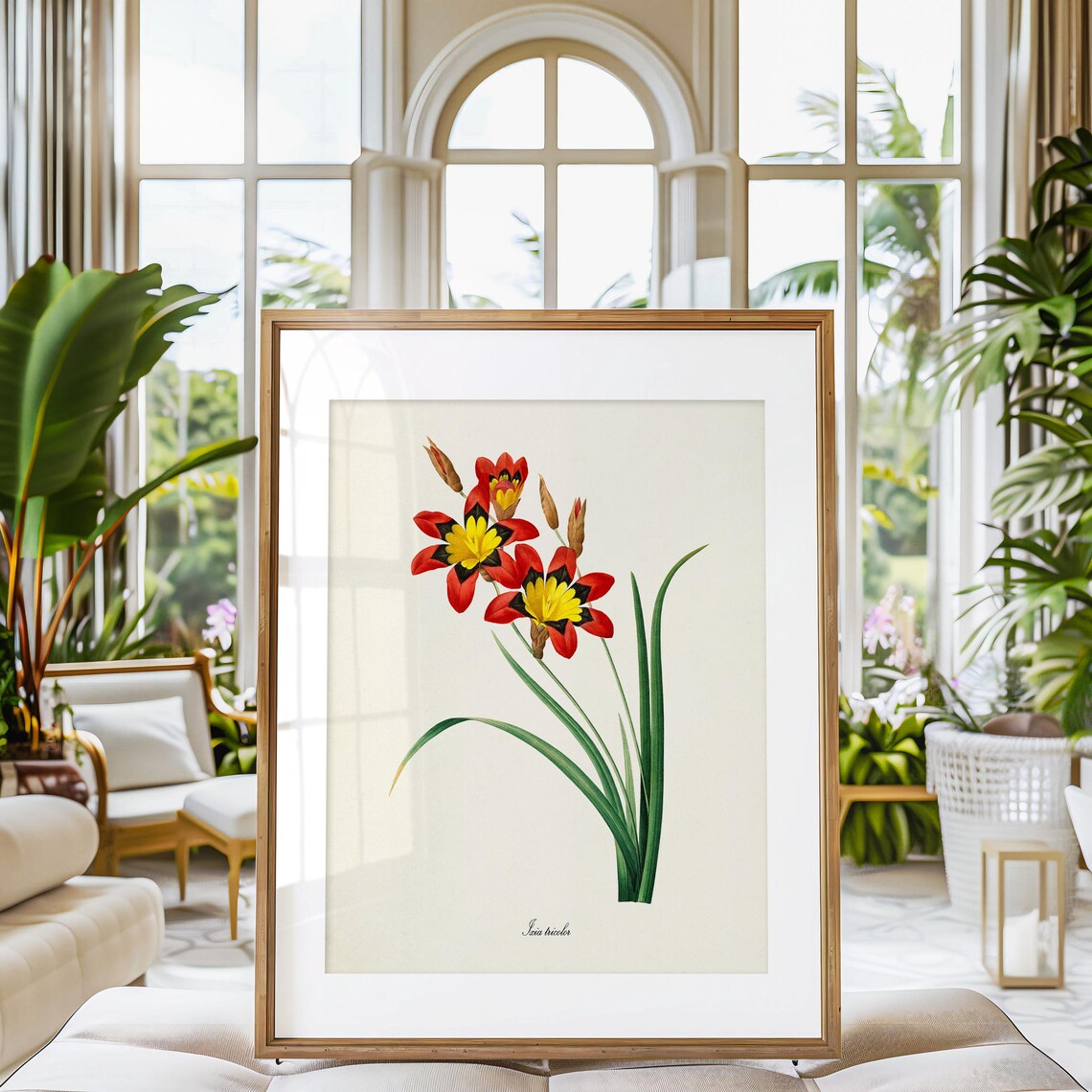 Sparaxis Tricolor, Redoute-Inspired Botanical Art Print - Image 3