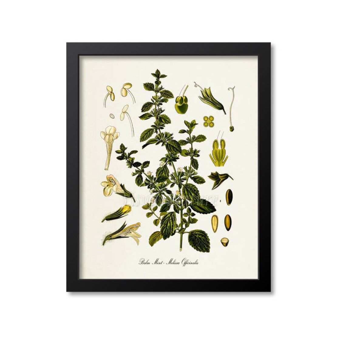 Balm Mint Botanical Art Print, Melissa Officinalis
