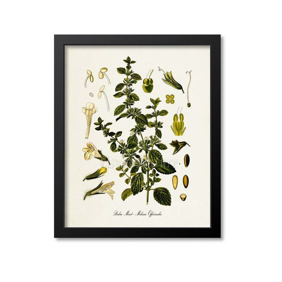 Balm Mint Botanical Art Print, Melissa Officinalis