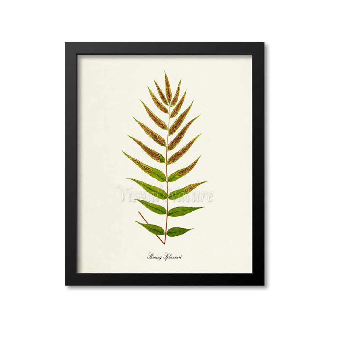 Shining Spleenwort Glossy Fern Frond Vintage Botanical Study Poster