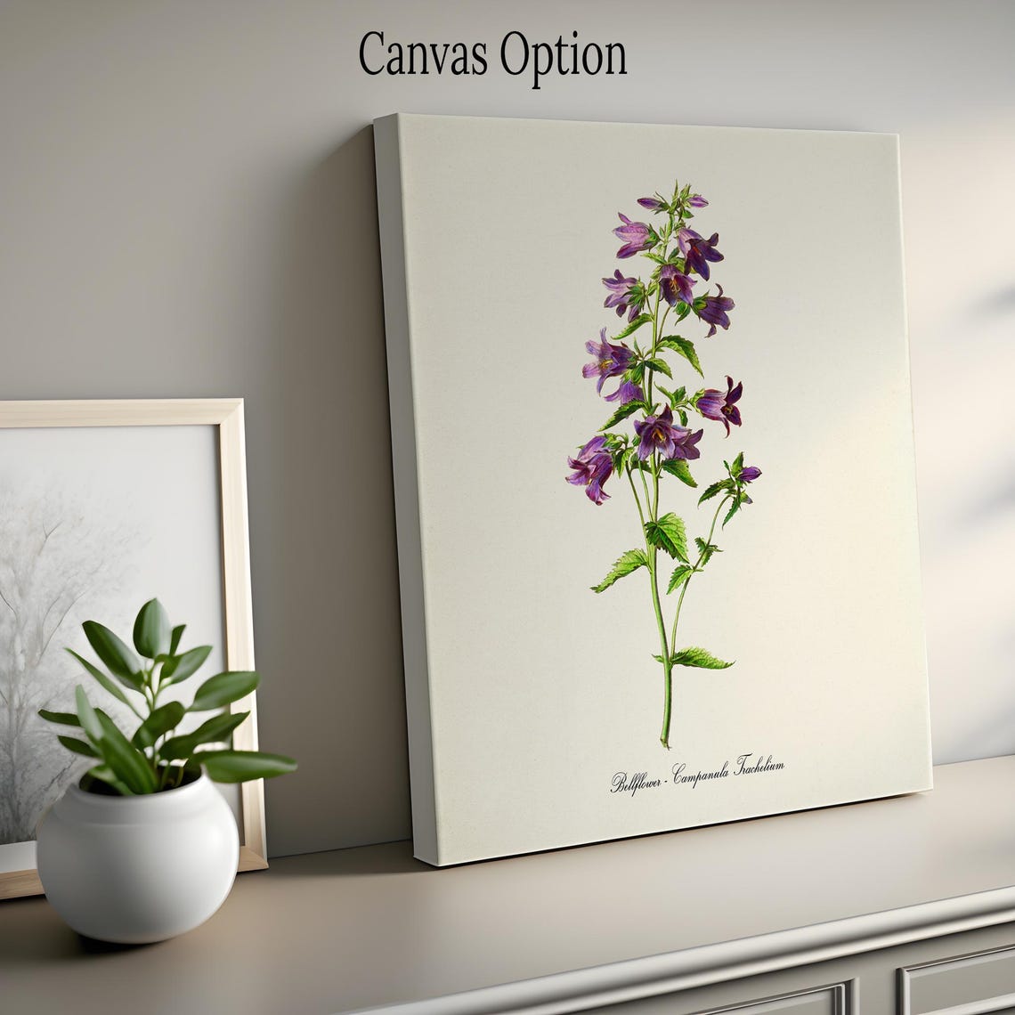 Purple Bellflower Campanula Trachelium Wildflower Botanical Poster - Image 2