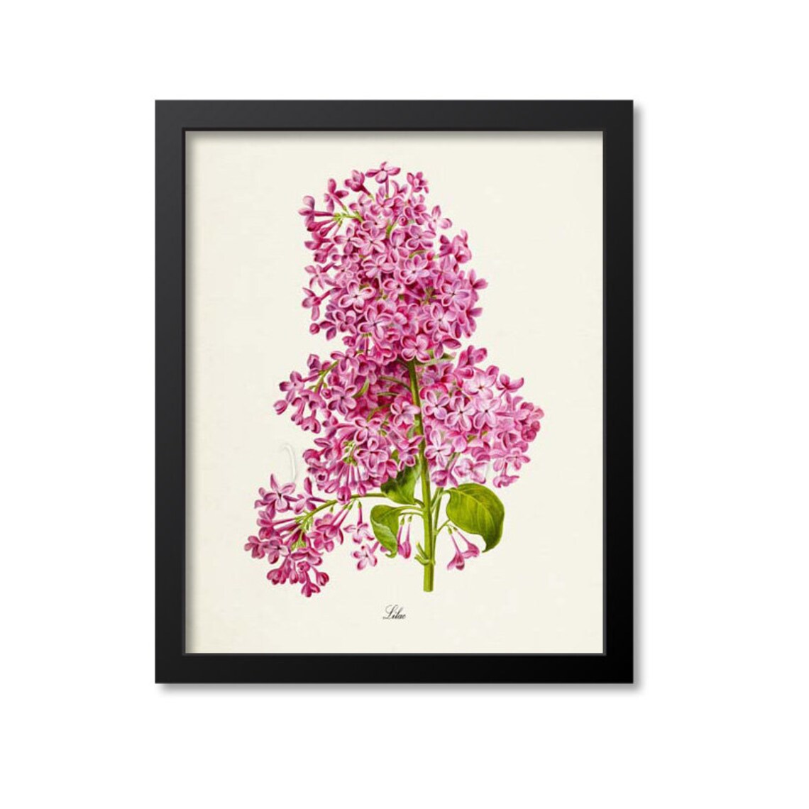 Lilac Flower Botanical Art Print, Floral Decor