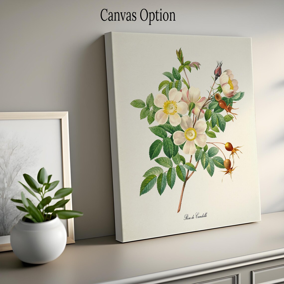 White Rose Botanical Wall Art Print, De Candolle - Image 2
