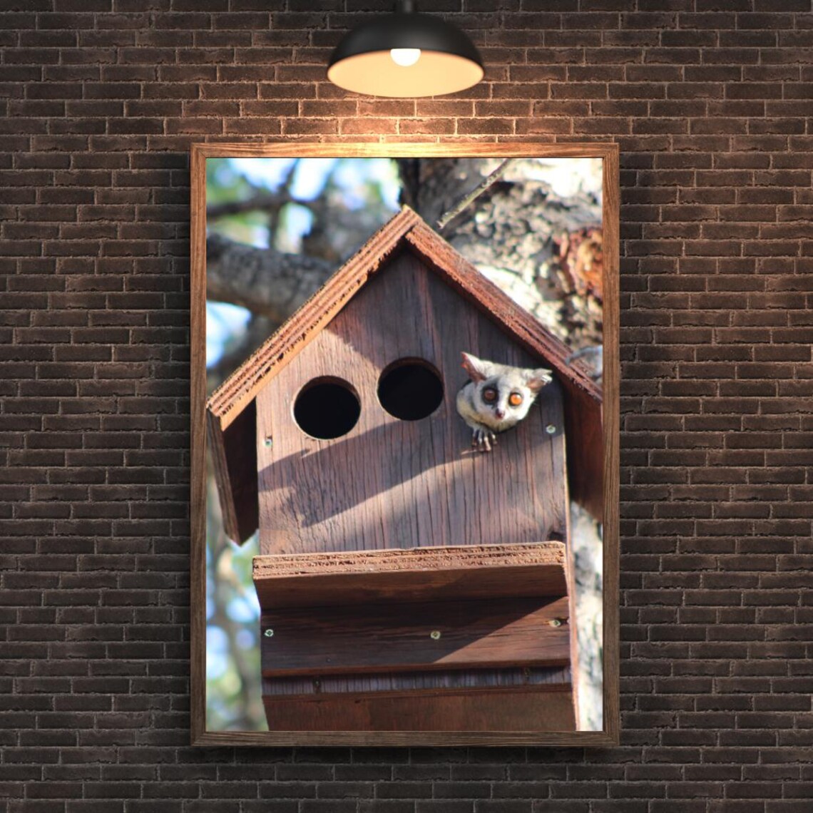 Cute Bush Baby Peeking Out Of A Wooden Birdhouse In A Tree Poster - Image 2