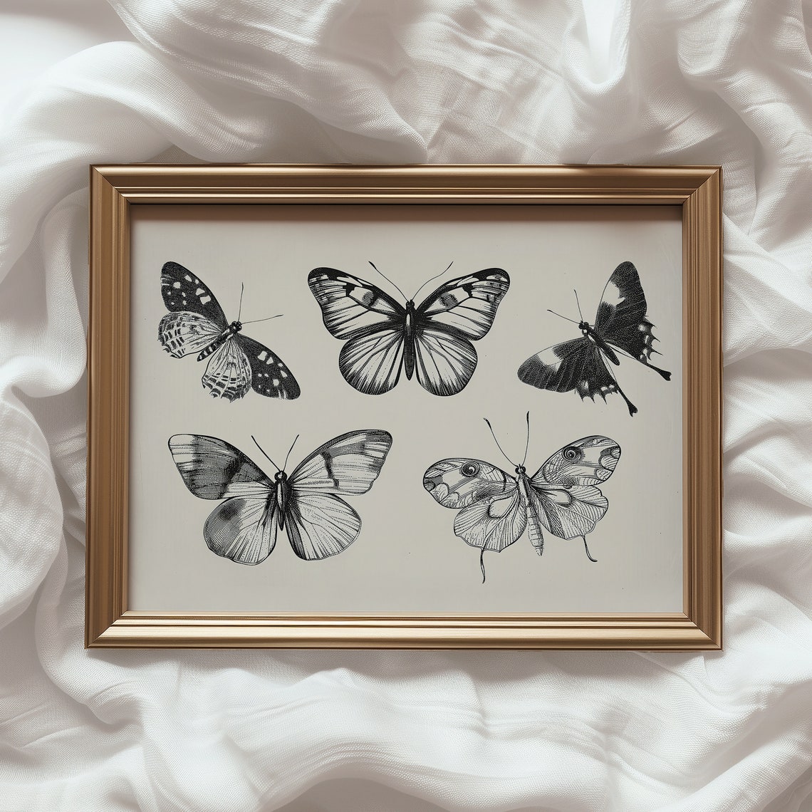 Five Vintage Butterflies Black White Engraving Study Art Print