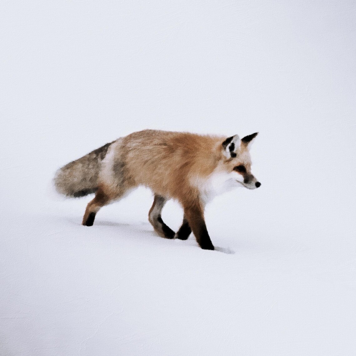 Red Fox Walking Through Deep Snow Winter Wildlife Art Poster - Image 3
