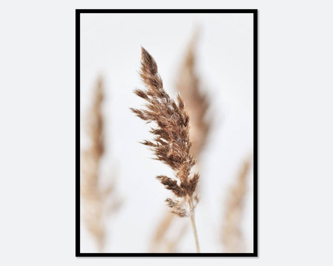Close-Up Pampas Grass Plumes on Soft White Background Poster