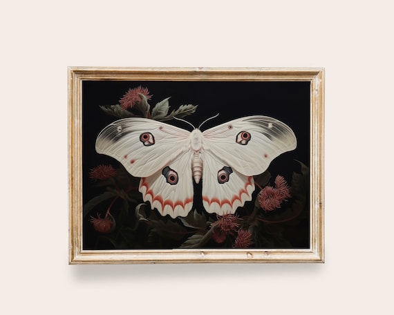 White Moon Moth Victorian Butterfly Art Print