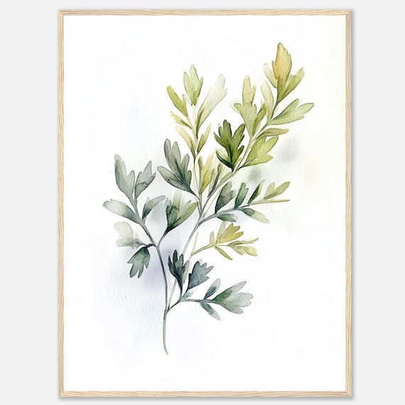 Parsley Watercolor Print Herb Wall Art Green Herbs Botanical Illustration Kitchen Dining Room Food By Nataliaayuart