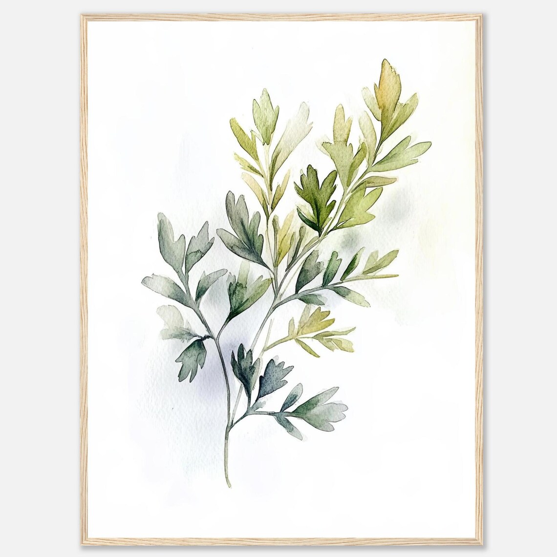 Fresh Parsley Sprigs Watercolor Botanical Herb Illustration Art Print
