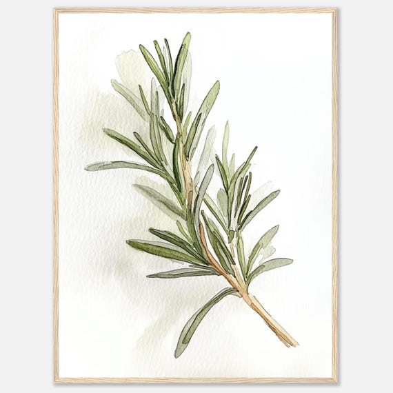 Rosemary Watercolor Herb Botanical Art Print