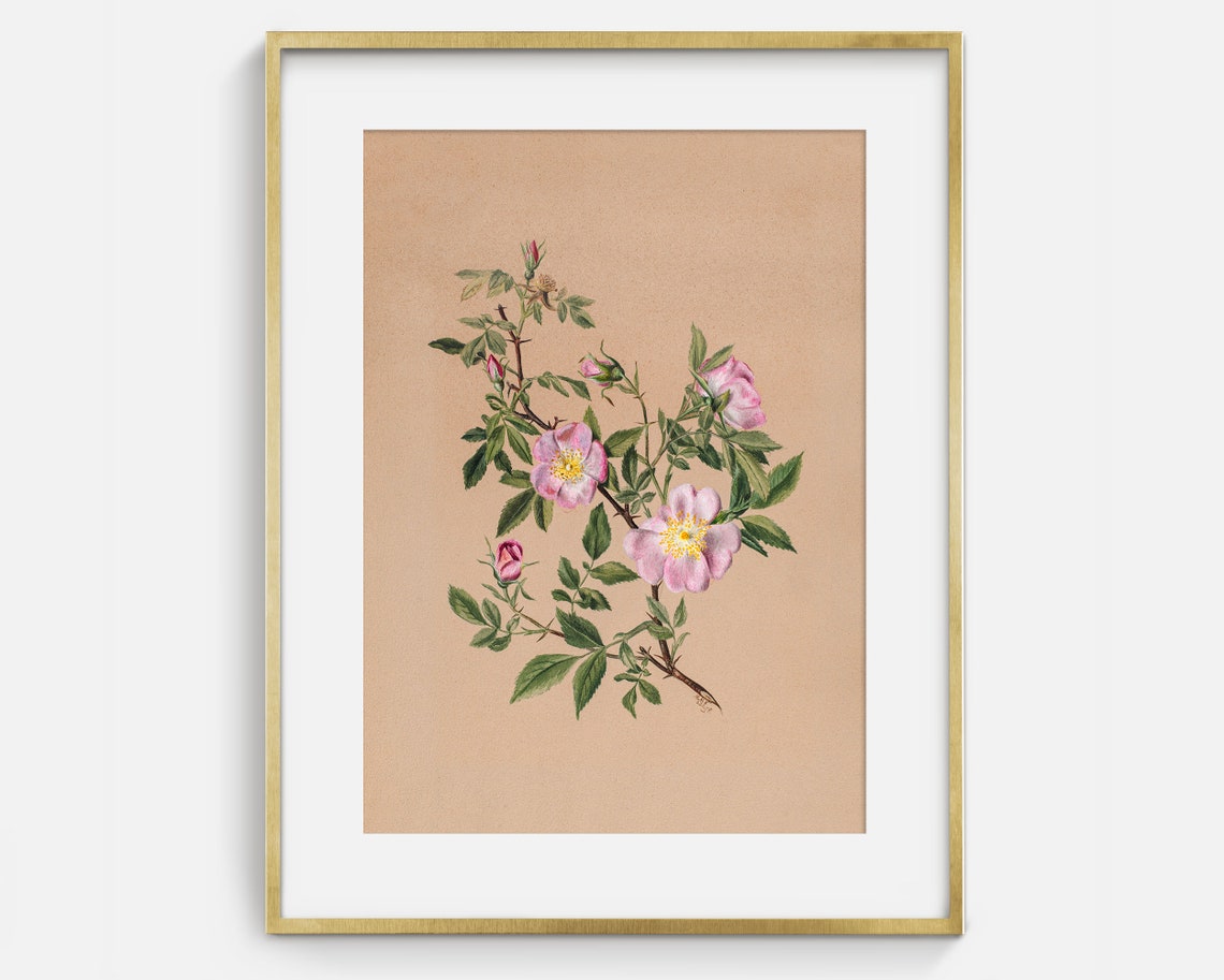 Pink Wild Rose Botanical Illustration Vintage Flower Wall Art Poster - Image 2
