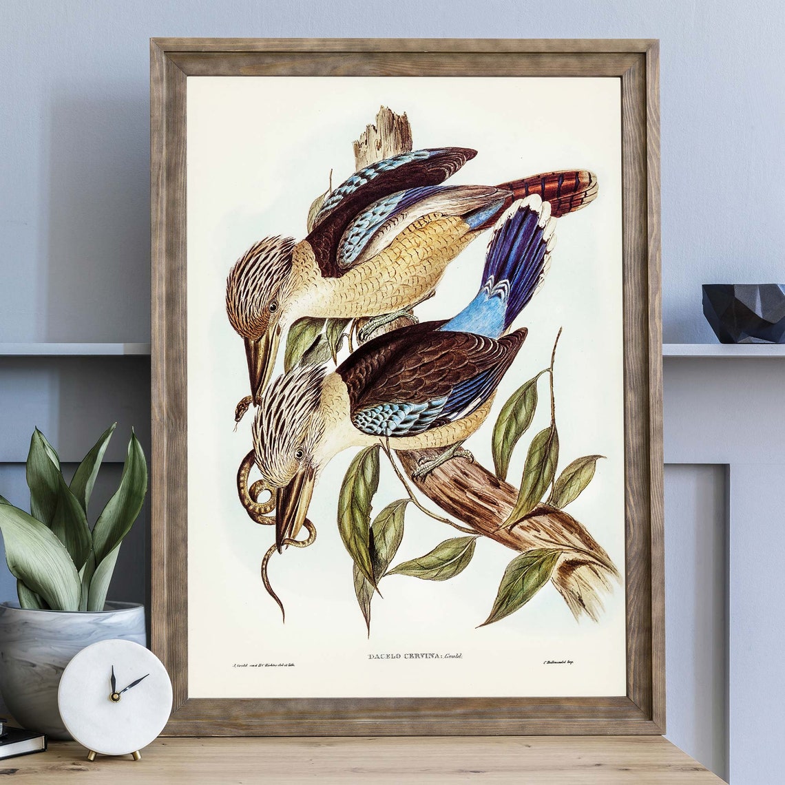 John Gould Fawn Breasted Kingfishers With Snake Australia Poster - Image 4