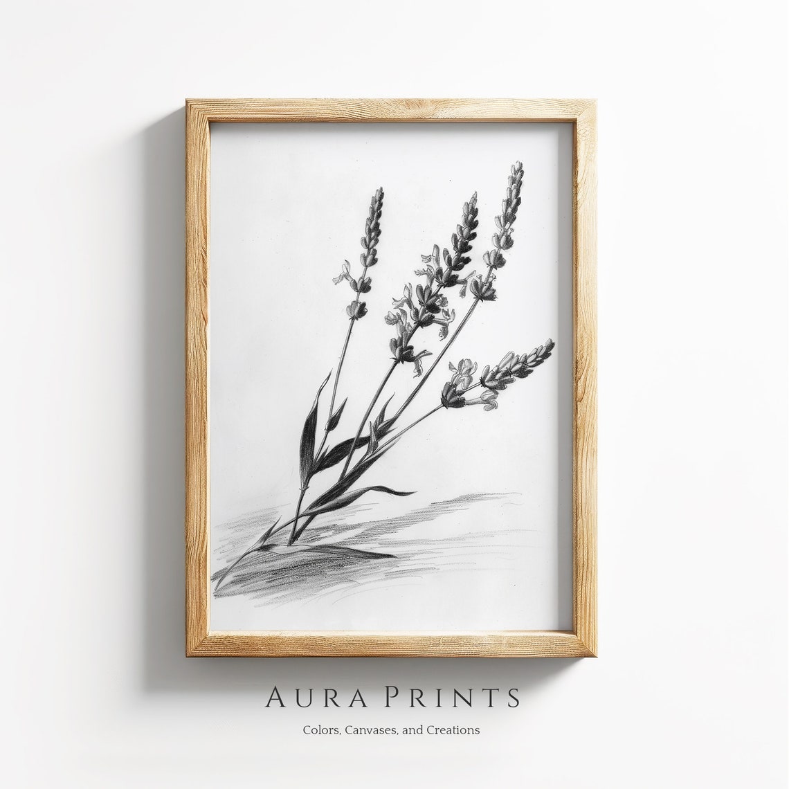 Lavender Sprigs Black White Pencil Sketch Botanical Wall Poster