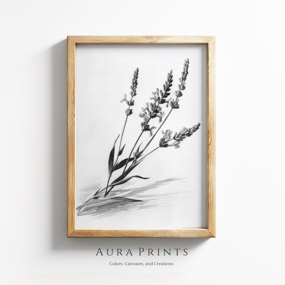 Lavender Sprigs Black White Pencil Sketch Botanical Wall Poster
