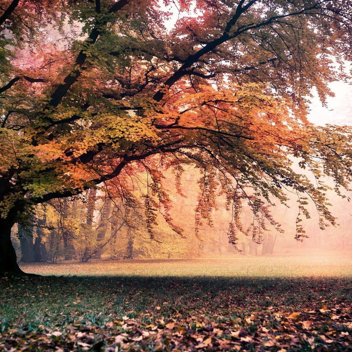 Falling Leaves Botanical Art Print - Image 2