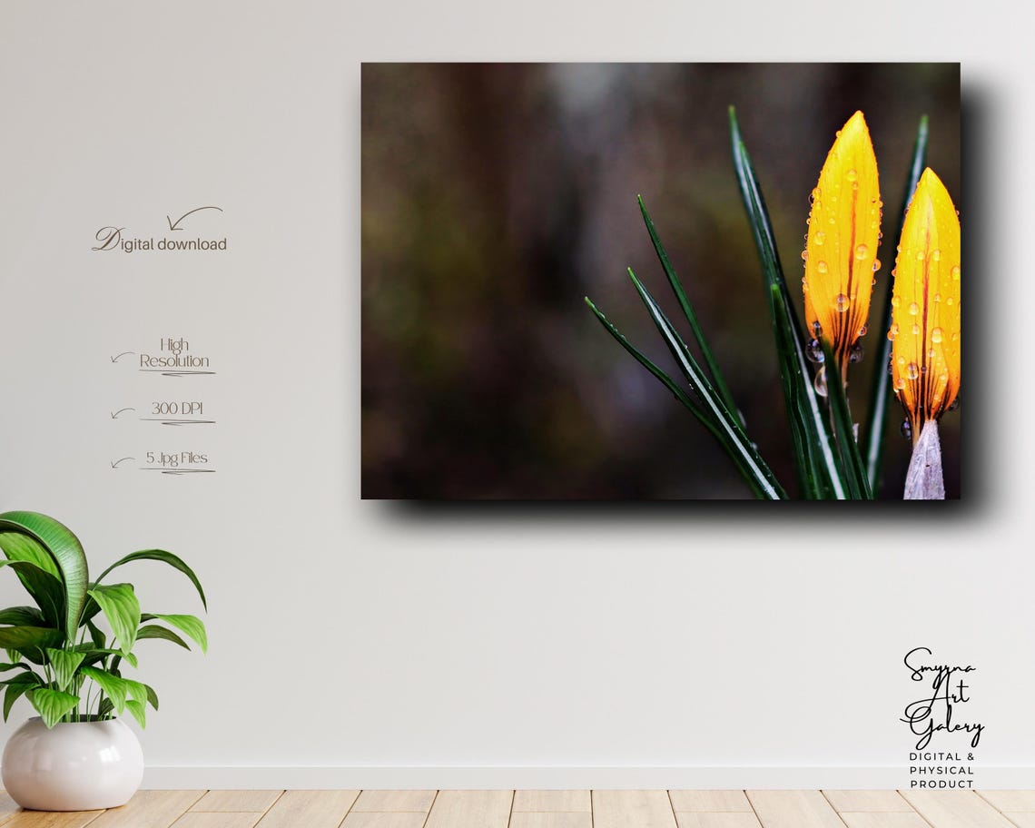 Yellow Flower Buds with Raindrops Macro Nature Photography Poster