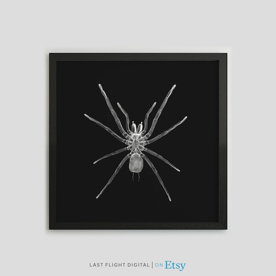 Spider X-Ray Gothic Insect Art Print