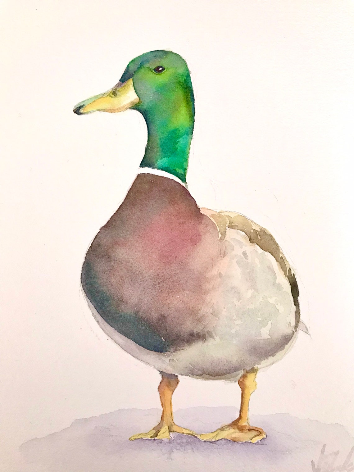 Elegant Mallard Drake in Profile Watercolor Bird Portrait Poster - Image 5