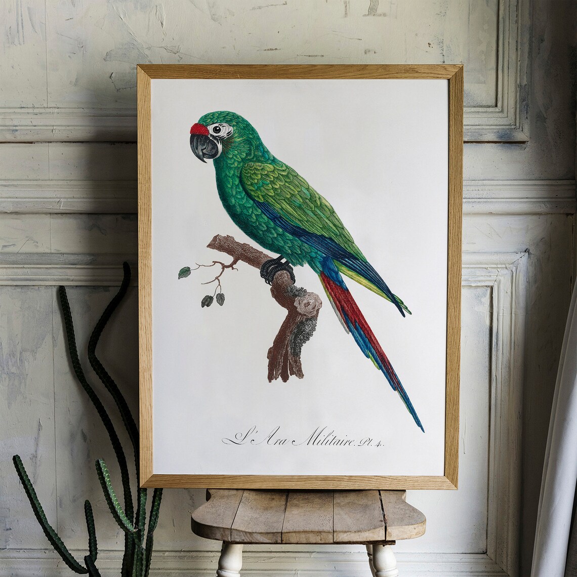 Parrot Vintage Drawing Art Print, Antique Style - Image 2