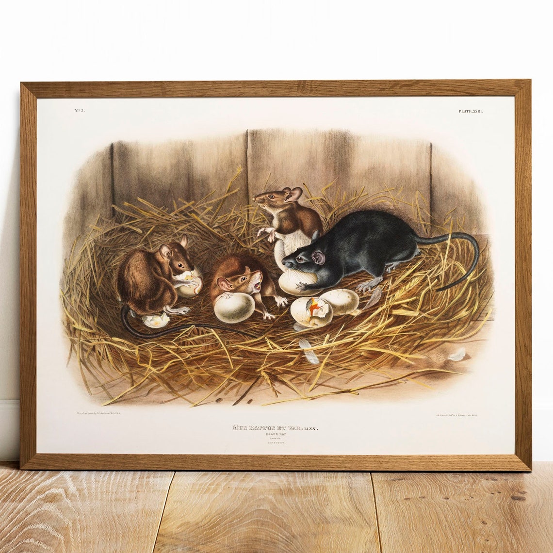 Audubon Black Rats Straw Nest Vintage Natural History Art Poster