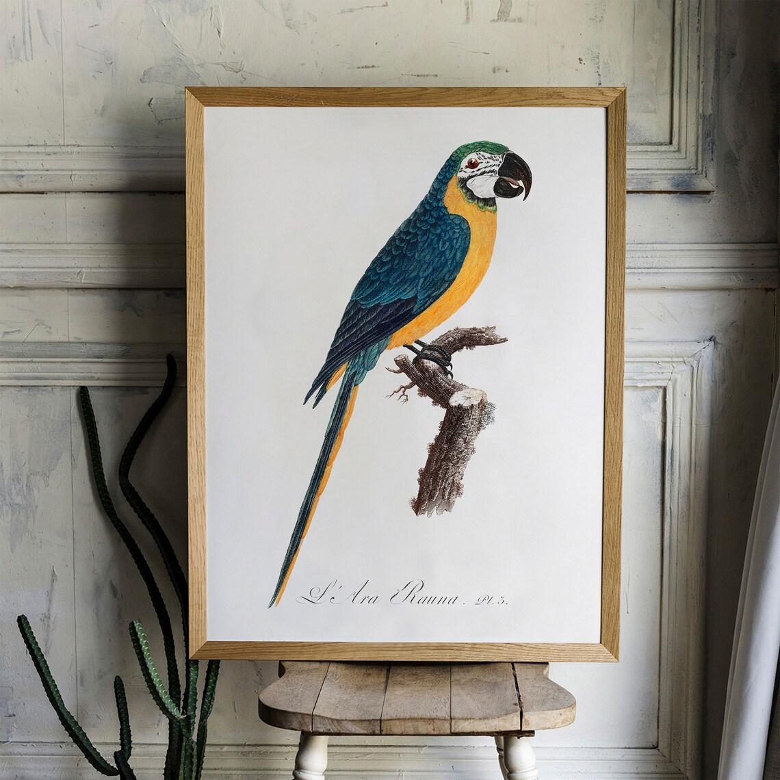 Blue and Yellow Macaw Vintage Tropical Parrot Illustration Poster - Image 2