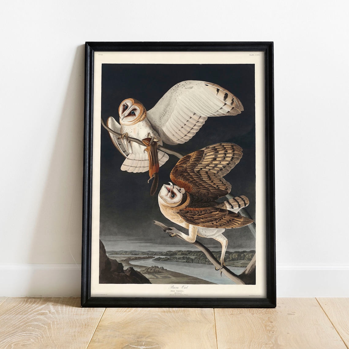 Barn Owl Antique Bird Painting Vintage Poster