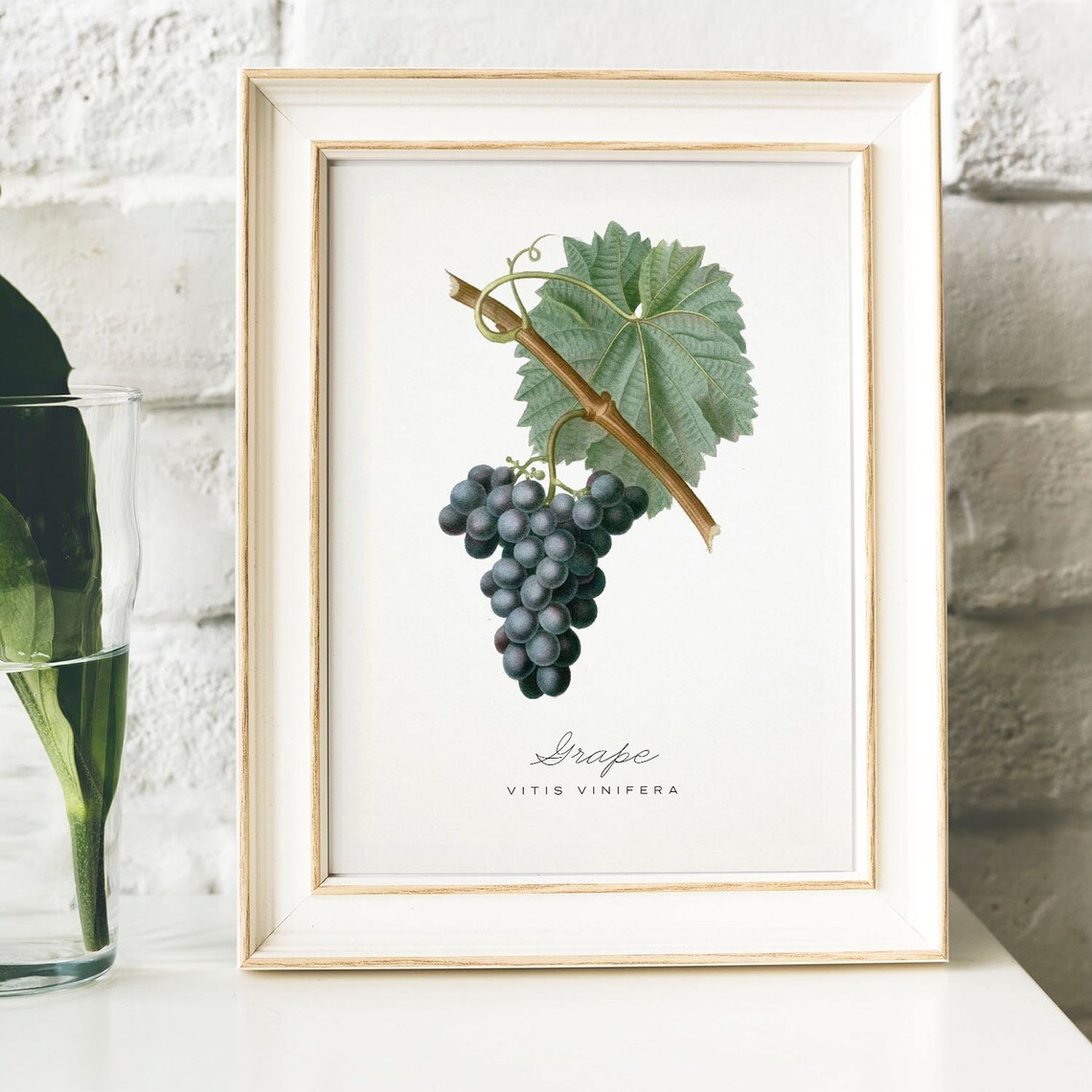 Vintage Grape Kitchen Botanical Art Print