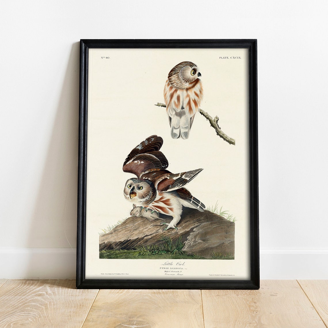 Audubon Little Owl Vintage Bird Plate Art Print for Bird Lovers