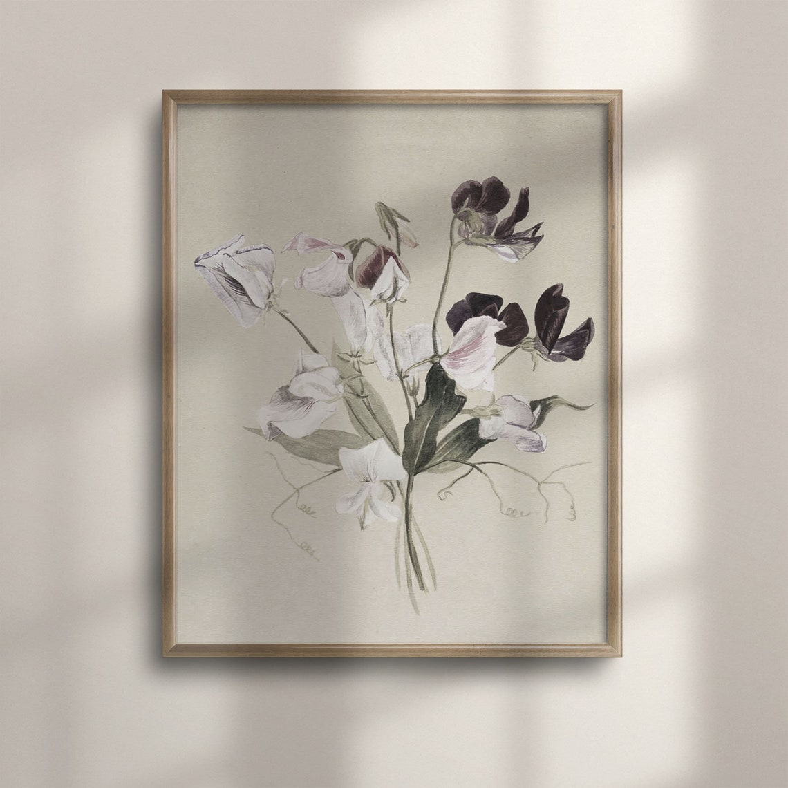 Delicate Sweet Pea Blossoms Watercolor Botanical Study Art Poster