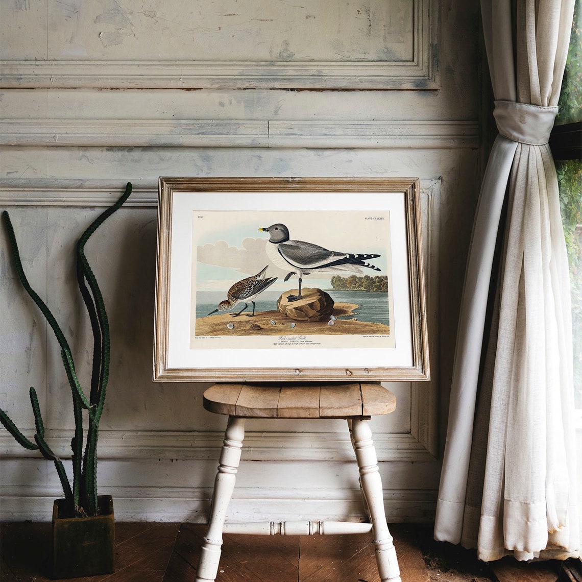 Audubon Fork Tailed Gull Seabirds Vintage Shore Bird Plate Poster - Image 4