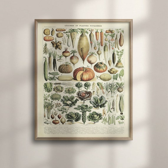 Adolphe Millot Vintage Vegetable Art Poster, Botanical