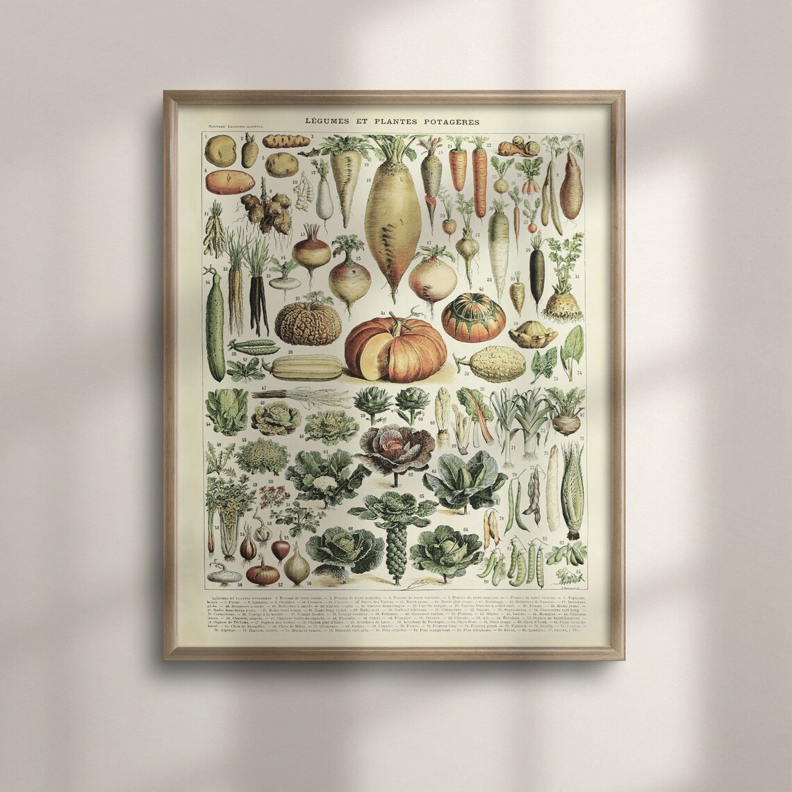 Adolphe Millot Vintage Vegetable Art Poster, Botanical