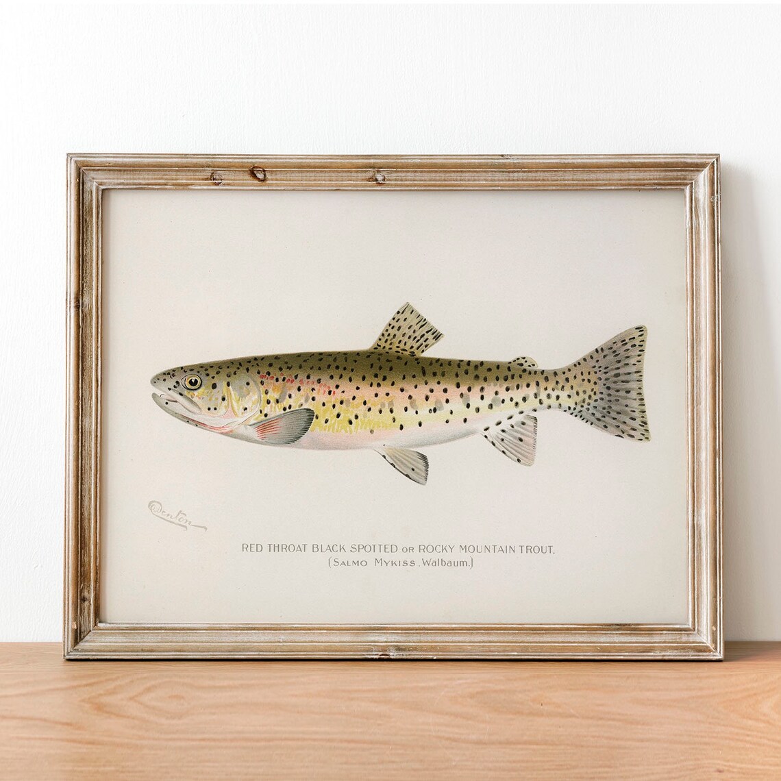 Red Throat Black Spotted Fish Vintage Fishing Poster
