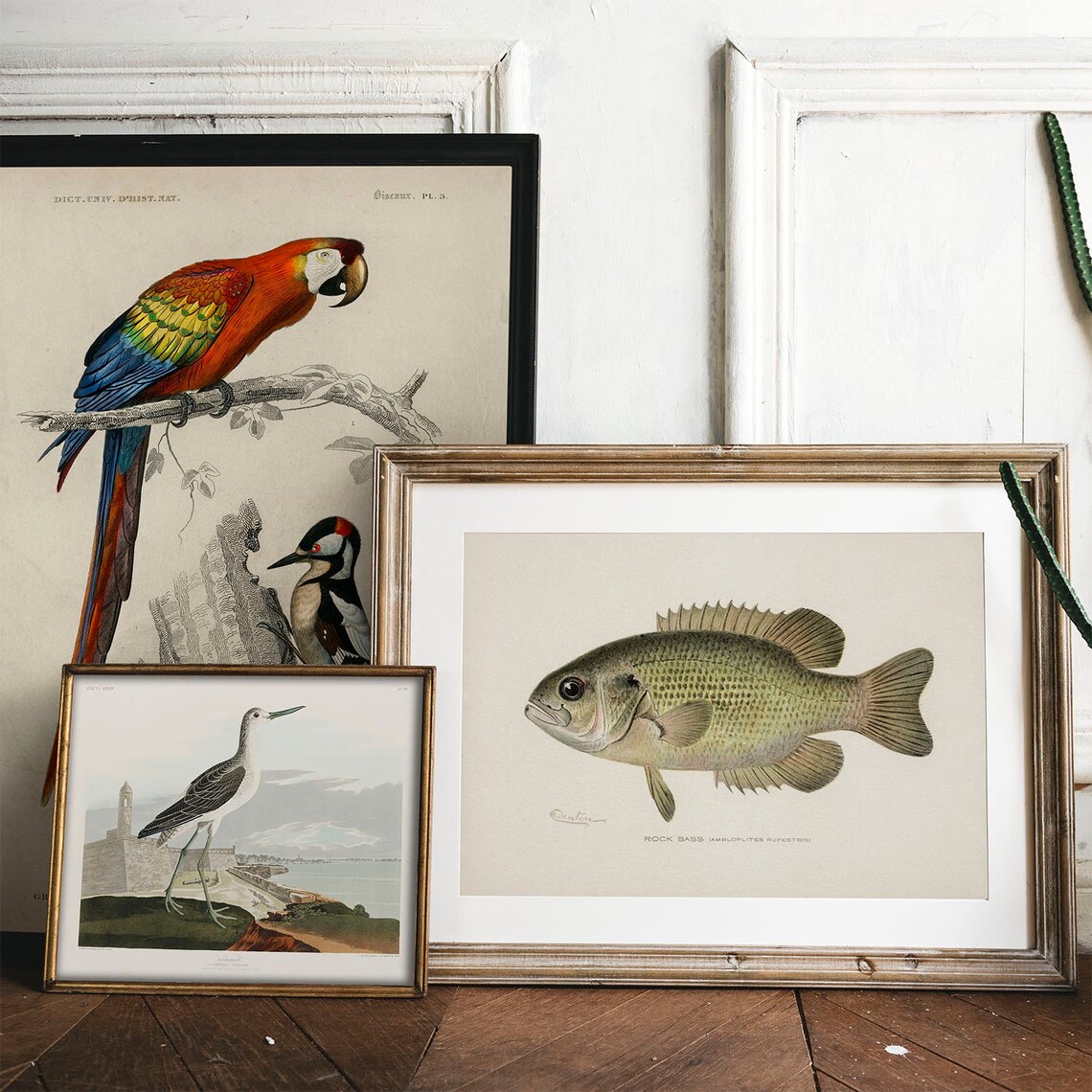 Rock Bass Fish Vintage Fishing Poster Art Print - Image 2