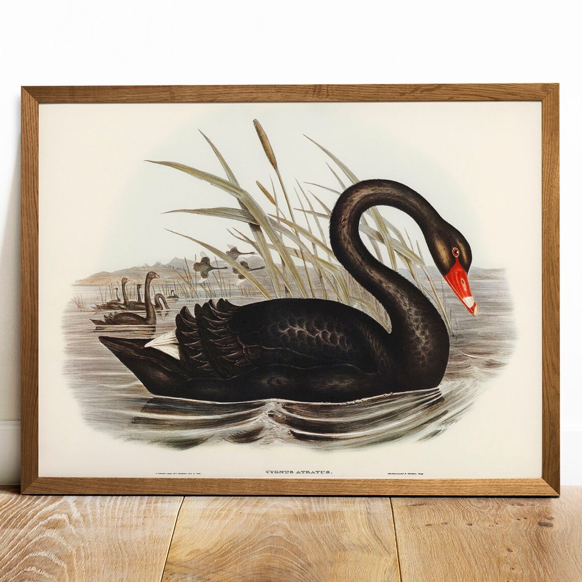 Black Swan Antique Bird Painting Vintage Art Print