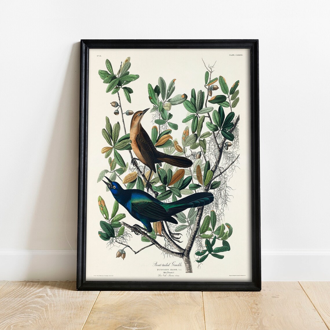 Boat-Tailed Grackle Vintage Bird Art Print