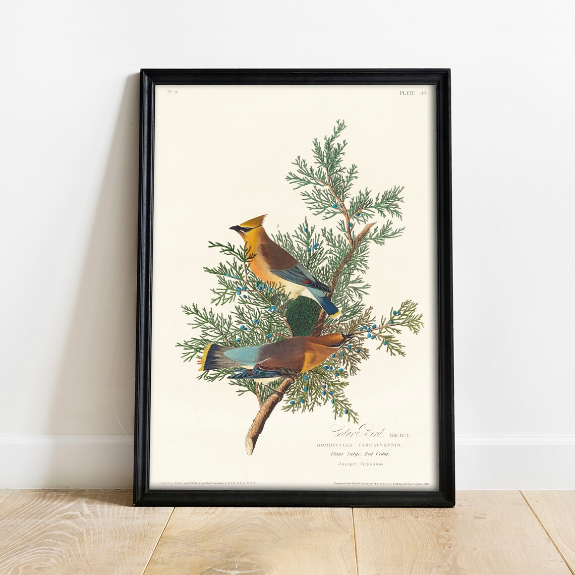 Cedar Bird Antique Vintage Drawing Art Print