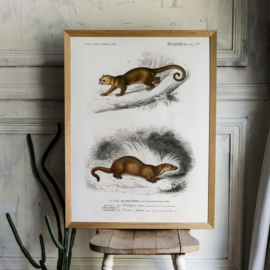 Antique Kinkajou Otter Natural History Mammals Vintage Wildlife Poster - Image 4