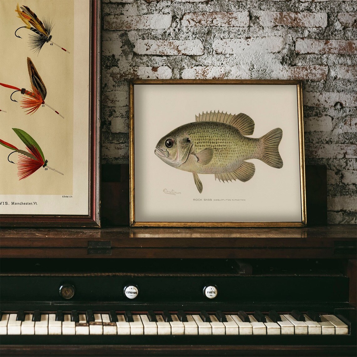 Rock Bass Fish Vintage Fishing Poster Art Print - Image 4