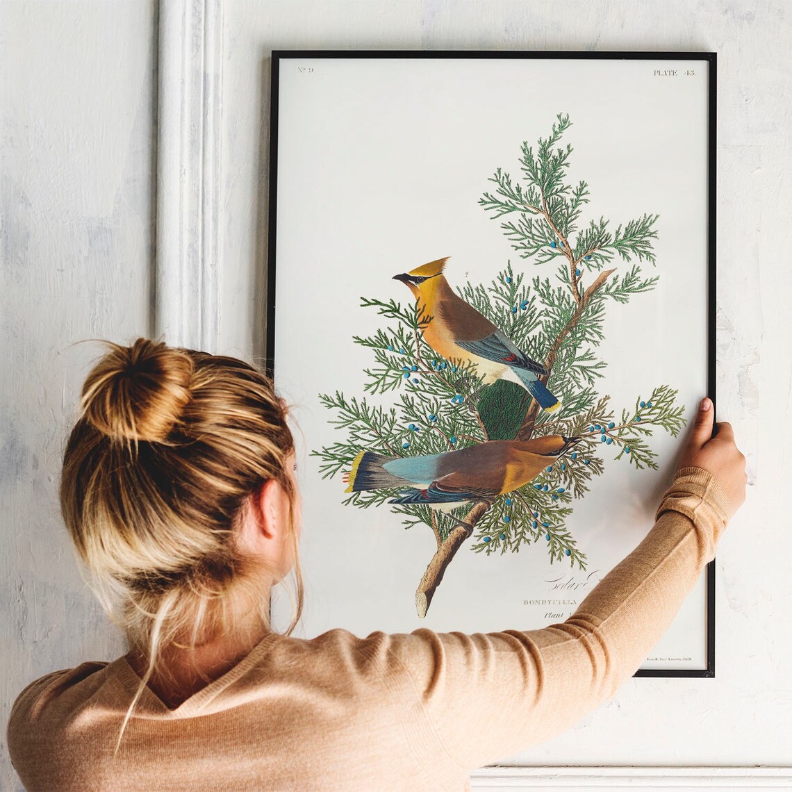 Cedar Bird Antique Vintage Drawing Art Print - Image 3