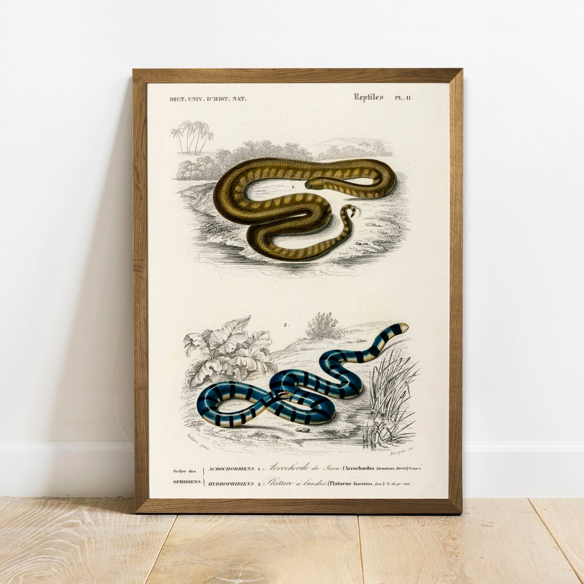 Vintage French Reptiles Snake Chart Natural History Art Print
