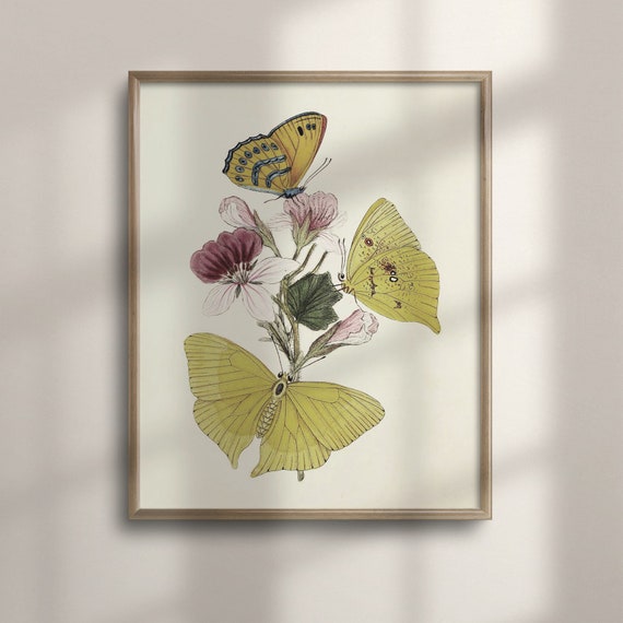 Vintage Butterfly Sketch Antique Nature Art Rustic Country Decor Farmhouse Nursery Wall Art Soft Yellow Butterfly Painting C16 771