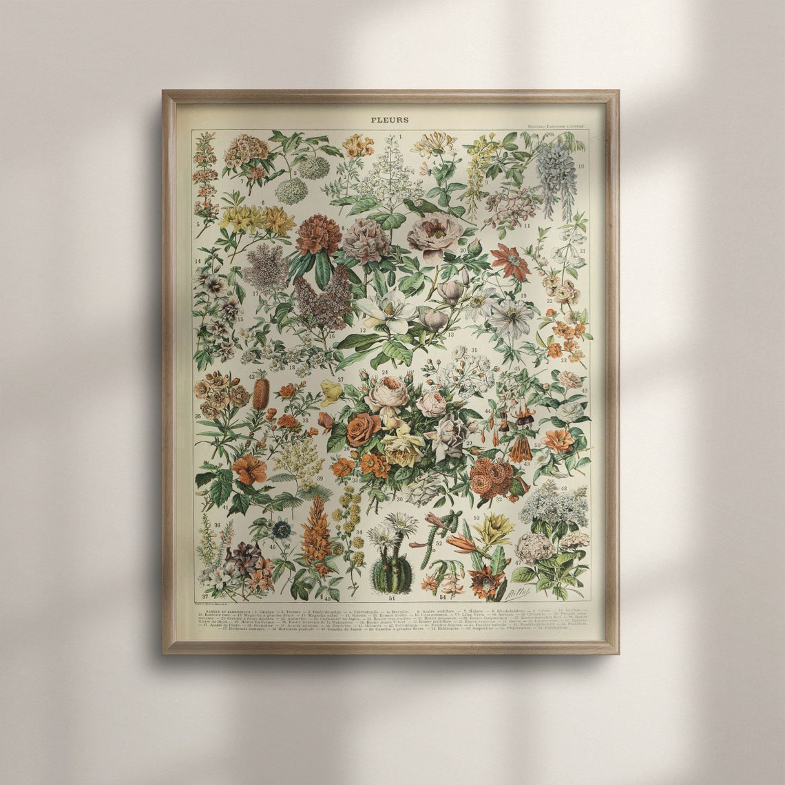 Fleurs French Vintage Flower Botanical Identification Chart Poster