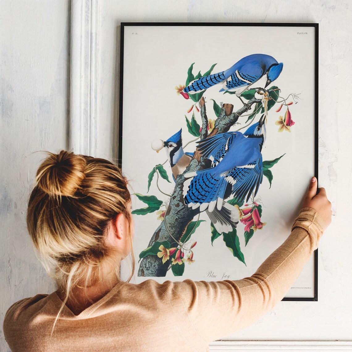 Blue Jay Antique Bird Painting Vintage Drawing Print - Image 2