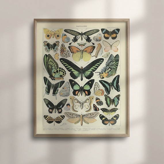Adolphe Millot Butterfly Vintage Botanical Art Poster