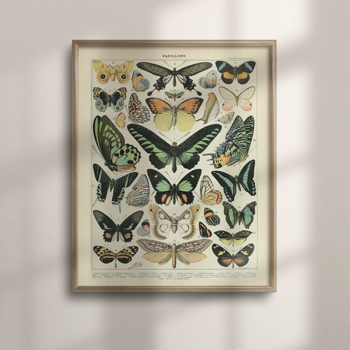 Adolphe Millot Butterfly Vintage Botanical Art Poster