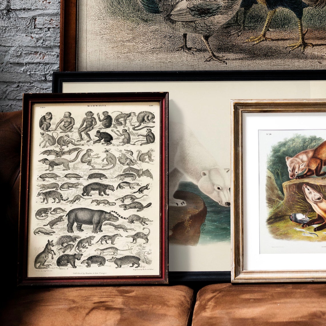 Mammalia Vintage Natural History Mammals Engraving Chart Poster - Image 2