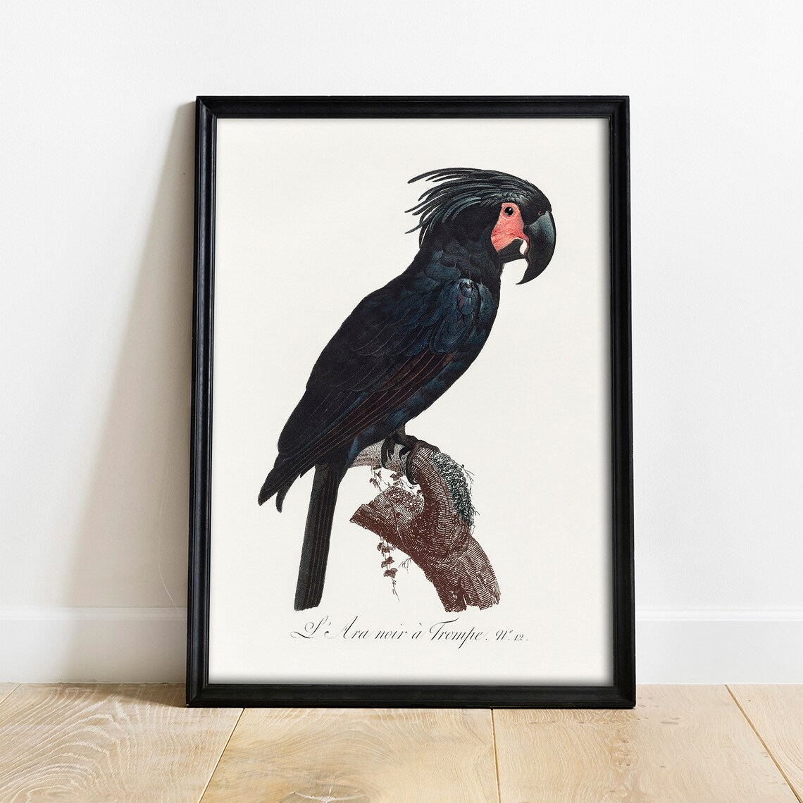 Palm Cockatoo Parrot Vintage Drawing Art Print