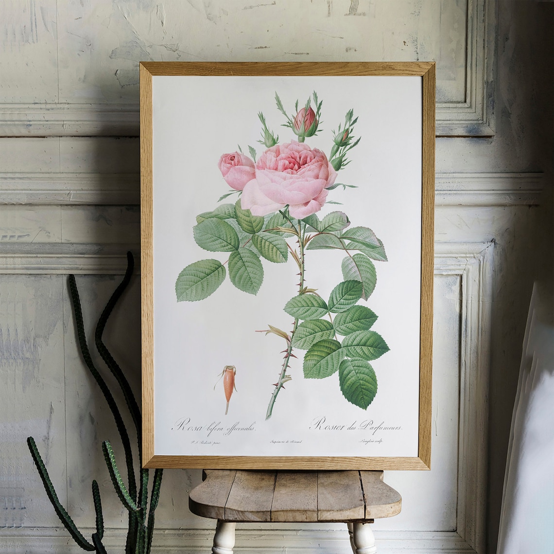 Antique Pink Rose Botanical Art Print, Vintage - Image 2